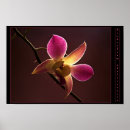 Pesquisar por orquídeas do phalaenopsis pôsteres pósteres Flor