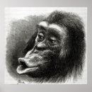 Pesquisar por expressão facial pôsteres pósteres Macaco
