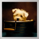 Pesquisar por meu maltês pôsteres pósteres Bonito