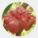Pesquisar por flores tropicais vermelhas adesivos Para todos