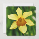 Pesquisar por daffodils fotos cartoes Natureza