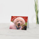 Pesquisar por poodle cartoes Fofofo