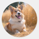 Pesquisar por foto animal adesivos Para ela