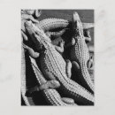 Pesquisar por jacaré cartoes postais Crocodilo