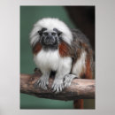 Pesquisar por tamarin pósteres Macaco