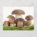 Pesquisar por castanhas cartoes postais Comida
