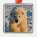 Pesquisar por urso polar ornamentos Fauna