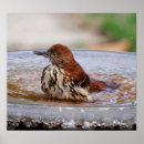 Pesquisar por tordo madeira Tordos