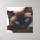 Pesquisar por siamese Para pets