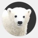 Pesquisar por polar bear adesivos Neve