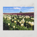 Pesquisar por tulipas roxas cartoes postais Roxo