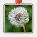 Pesquisar por sementes ornamentos Verde