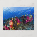 Pesquisar por recife de corais cartoes postais Sealife