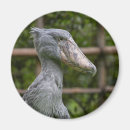 Pesquisar por sapateiro imas Pássaro