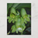 Pesquisar por orquídea selvagem cartoes postais Natureza