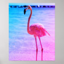 Pesquisar por flamingo bonito pôsteres pósteres Flamingos