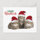 Pesquisar por natal gatinho cartoes postais Feriado