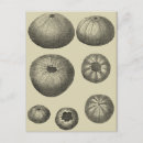 Pesquisar por do oceano cartoes postais Costeiro