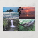 Pesquisar por golfinho no oceano cartoes postais Hawaii