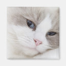 Pesquisar por ragdoll imas Bonito
