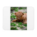 Pesquisar por bovino imas Animal