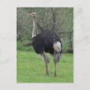 Pesquisar por avestruzes cartoes postais Pássaro