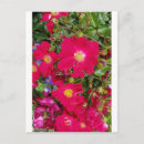 Pesquisar por cor violeta cartoes postais Roxo