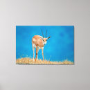 Pesquisar por foco no primeiro plano impressão de canvas Animal