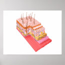 Pesquisar por pele humana pôsteres pósteres Imagem gerada digitalmente