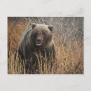 Pesquisar por urso marrom cartoes postais Natureza