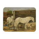 Pesquisar por cigano imas Cavalos