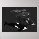 Pesquisar por baleia orca pôsteres pósteres Impressão