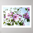 Pesquisar por mallow Flores