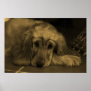 Pesquisar por retriever pôsteres pósteres Cão