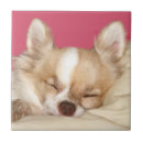 Pesquisar por caras animais azulejos Cão