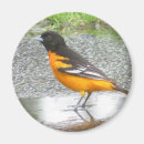 Pesquisar por baltimore imas Oriole de baltimore