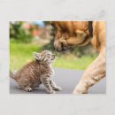 Pesquisar por casal gato cartoes postais Amor