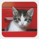 Pesquisar por gato doméstico adesivos Olhando a câmera