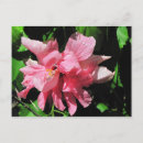 Pesquisar por flor do hibiscus cartoes postais Hibisco