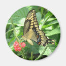 Pesquisar por da borboleta do swallowtail imas Flores