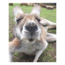 Pesquisar por do canguru pôsteres pósteres Para todos