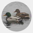 Pesquisar por drake adesivos Pato