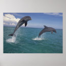 Pesquisar por golfinho de bottlenose pôsteres pósteres Salto