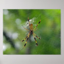 Pesquisar por aranha preta pôsteres pósteres Fotografia