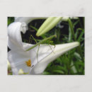 Pesquisar por flor de trombeta cartoes postais Natureza