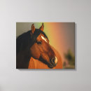 Pesquisar por cavalos selvagens pósteres artes molduras Cavalo selvagem