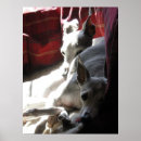 Pesquisar por cão galgo italiano artes pósteres Cães