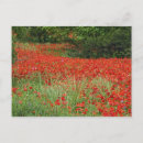Pesquisar por red poppy cartoes postais Flower