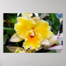 Pesquisar por orquídea exótica pôsteres pósteres Tropical