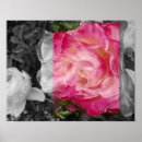 Pesquisar por flores cor de rosa pôsteres pósteres Qualquer pessoa